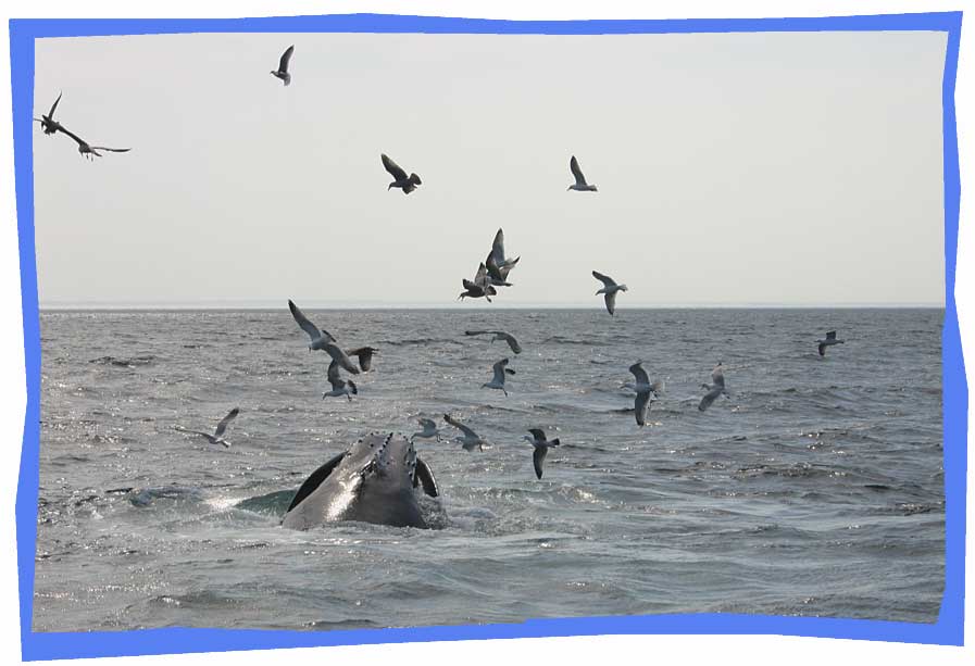 Whales in Provincetown