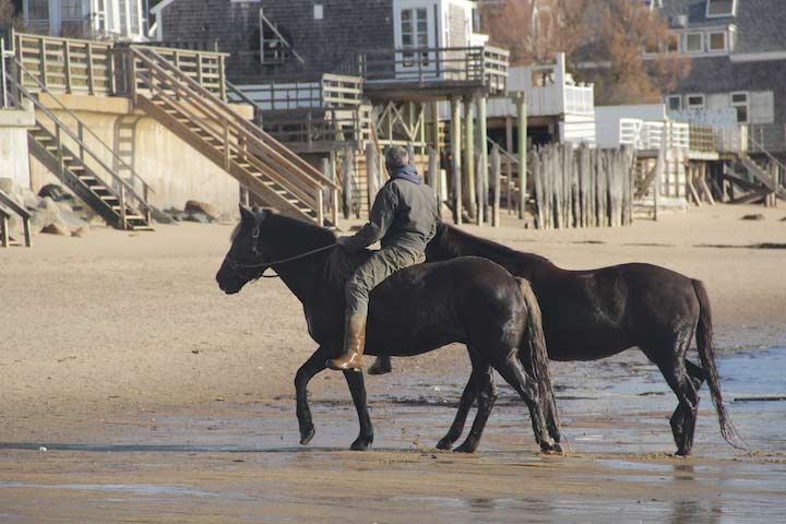 Horses on the East End Beach