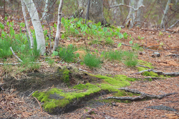 Provincetown Spring, Beech Forest
