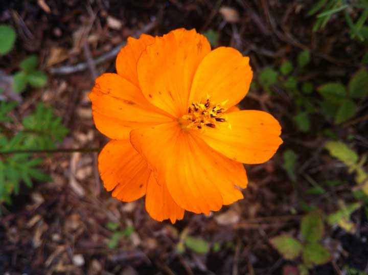 Photograph by Ewa Nogiec, Orange flower from Kathy