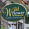 Wild Flower of Provincetown